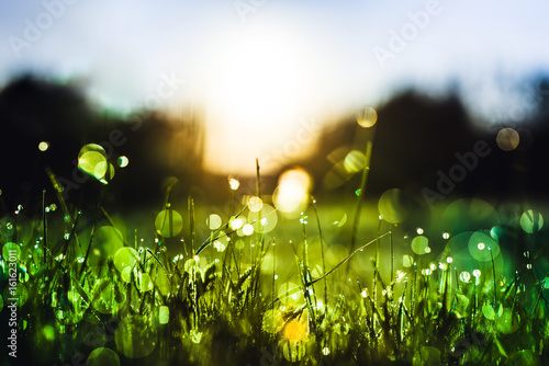 Fotobehang Green grass with dew drops in rain field