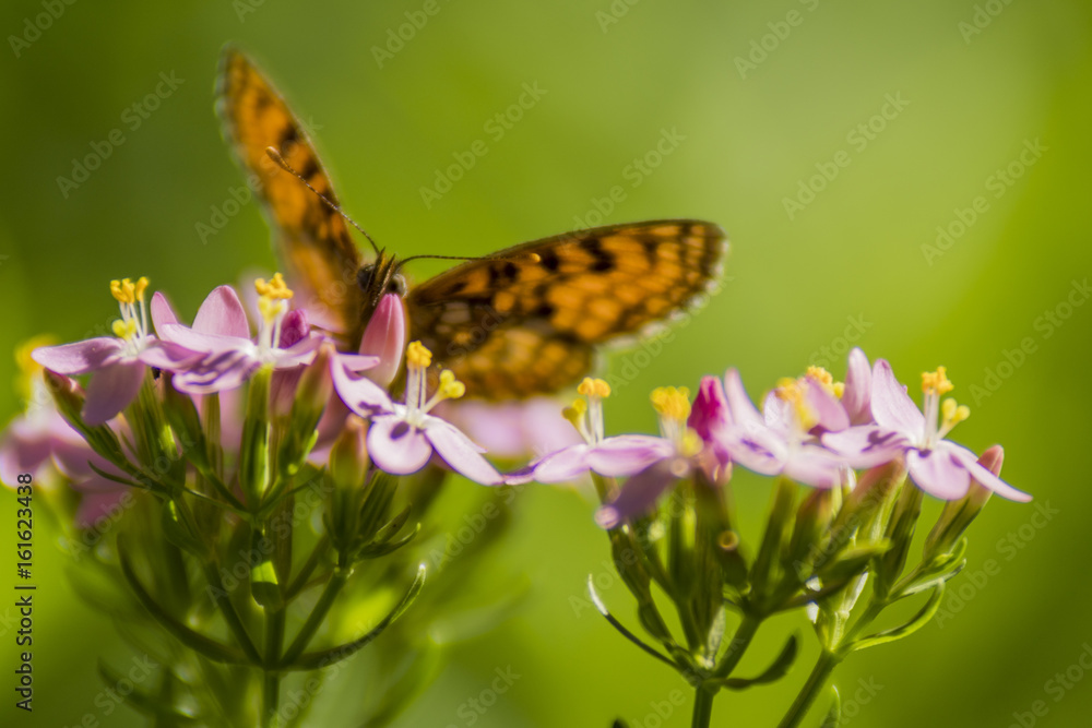 Papillon de Chartreuse - Grésivaudan - Isère. Papillon de Chartreuse - Grésivaudan - Isère.