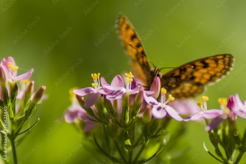 Papillon de Chartreuse - Grésivaudan - Isère. Papillon de Chartreuse - Grésivaudan - Isère.