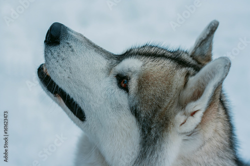 Siberian husky portrait photo
