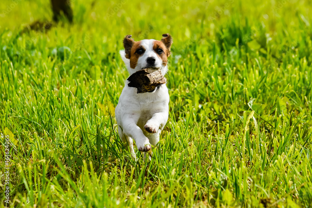 The running dog the Jack Russell Terrier across the field with a green grass, ears up, in teeth a log close up
