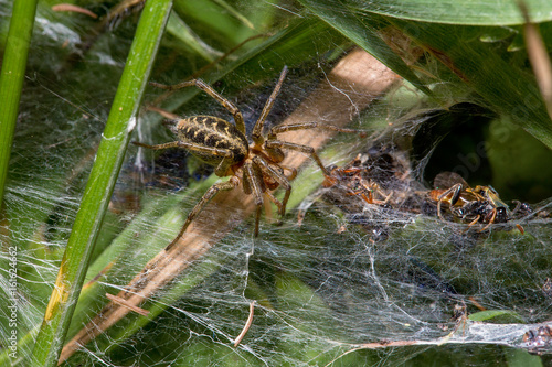 Die Spinne bewacht Ihr Nest