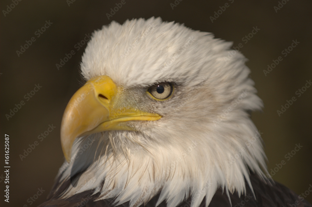 Mature adult Bald eagle (Haliaeetus leucocephalus) Mature adult Bald eagle (Haliaeetus leucocephalus)