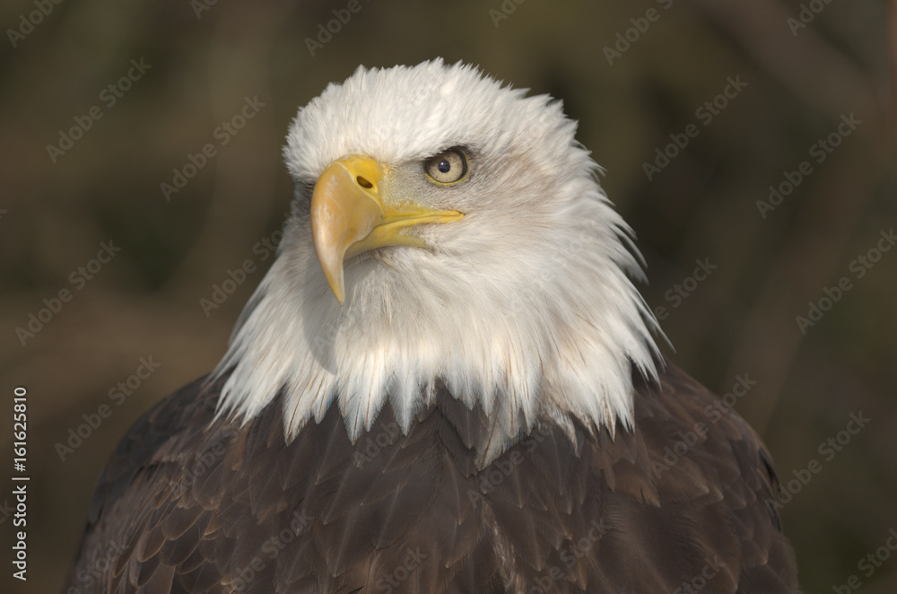Mature adult Bald eagle (Haliaeetus leucocephalus) Mature adult Bald eagle (Haliaeetus leucocephalus)