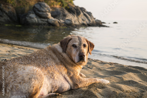 Photos Dog Enjoying The Beach