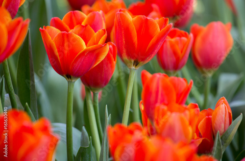 Red tulip flower fields blooming in the garden © aopsan