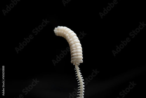 Bones of the tail of a rattlesnake on black isolated background photo