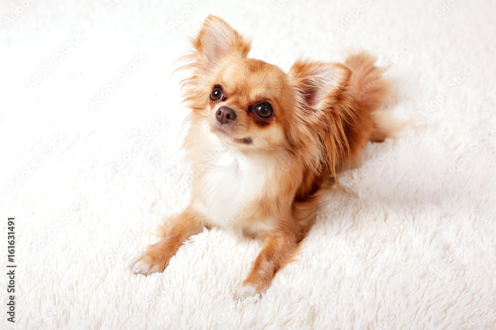 Cute redhead chihuahua fun looks at the camera Cute redhead chihuahua fun looks at the camera
