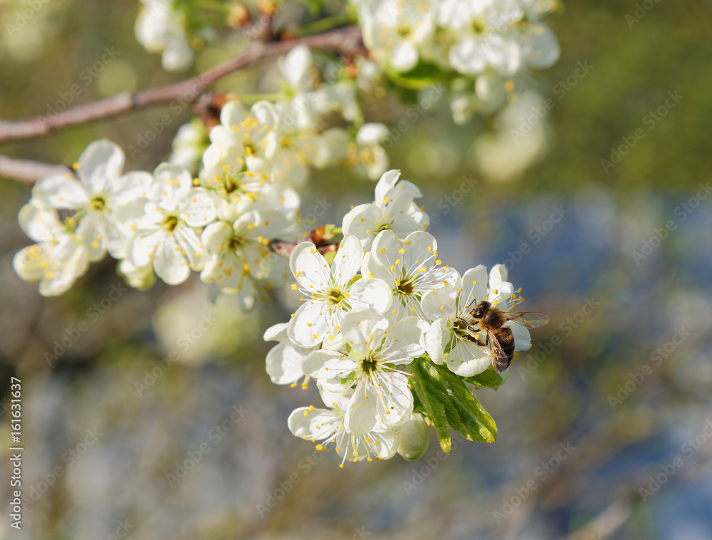 Bee on a flowering tree branch in spring