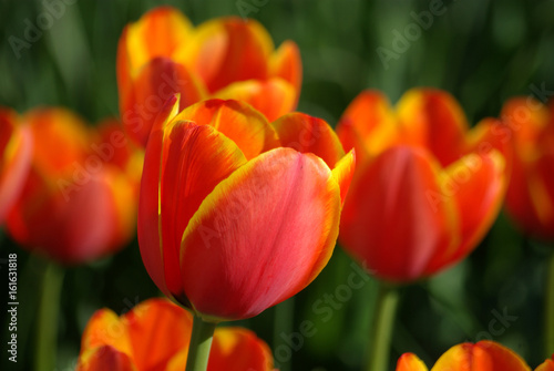 Tulipe rouge-orangé au printemps au jardin © JFBRUNEAU