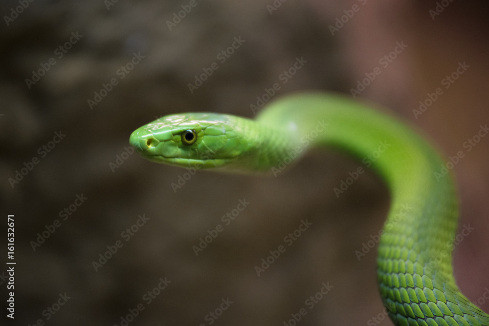 Close up view of a dangerous green mamba snake Close up view of a dangerous green mamba snake