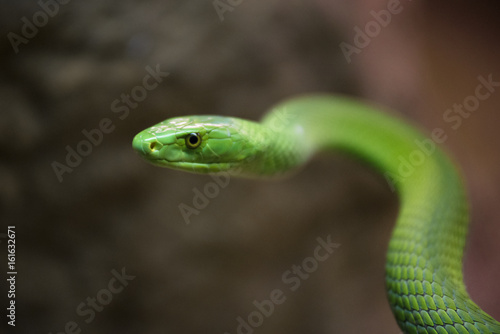 Close up view of a dangerous green mamba snake