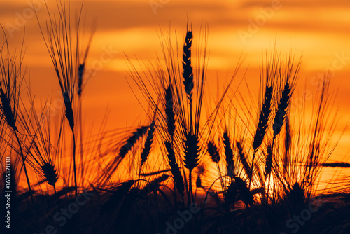 Wheat field sunset silhouettes