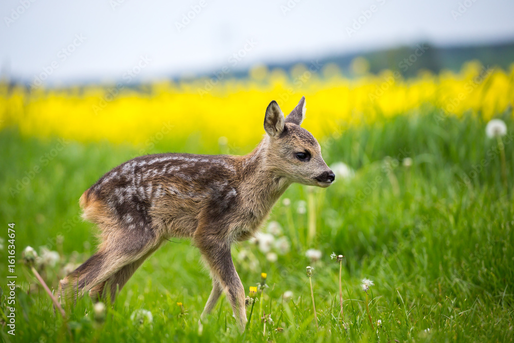 Fototapeta premium Young wild roe deer in grass, Capreolus capreolus. New born roe deer, wild spring nature.