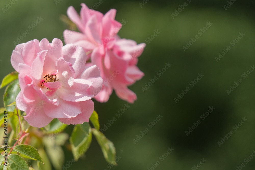 template with flowers for a greeting card, calendar template with flowers for a greeting card, calendar