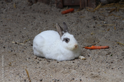 Schloss Trautmannsdorf in Südtirol, Sissi-Schloss eingebettet in ein tolles Bergpanorama
