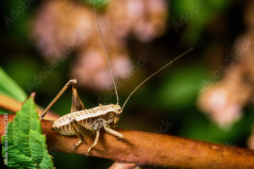 Fotografie Grasshopper on the branch
