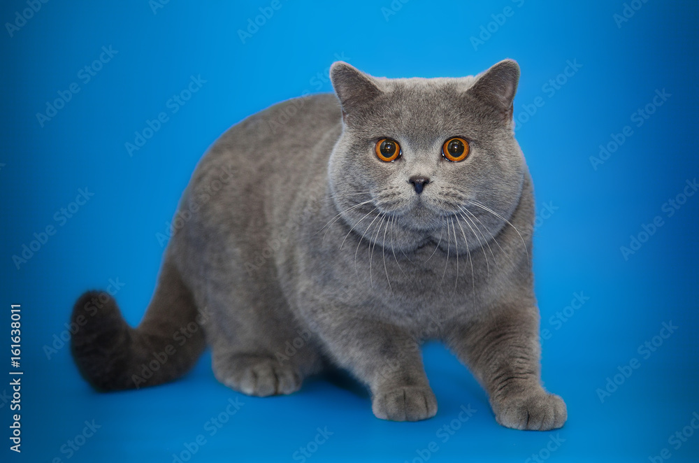 Beautiful British cat on studio background