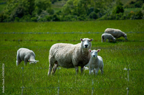 sheep in new zealand