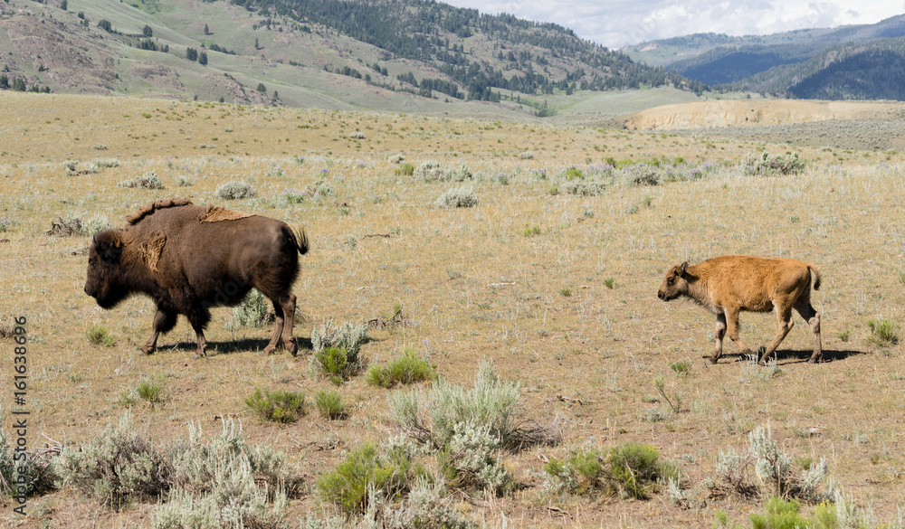 Young Buffalo Calf Follows Bull Male Bison