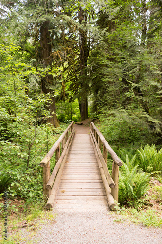Wood Path Boardwalk Bridge Leads into The Forest