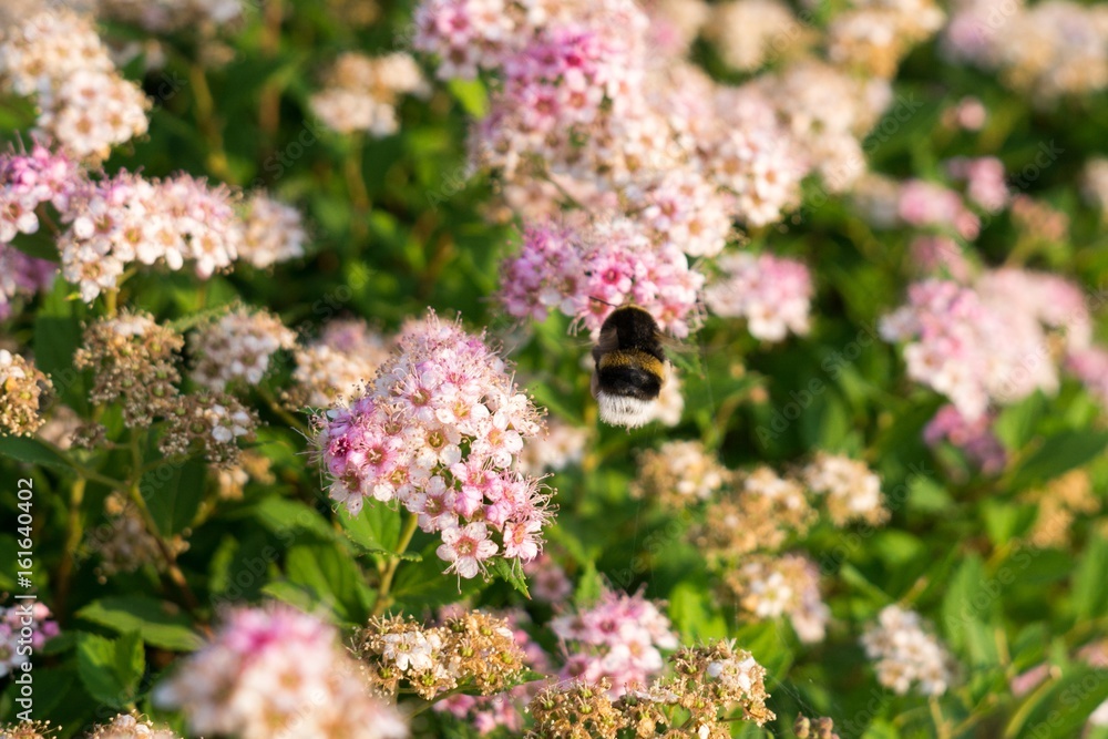Bumblebee on flower