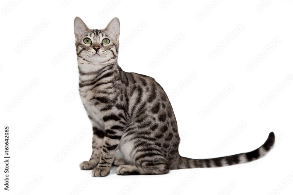 Fototapeta premium Bengal cat on white background