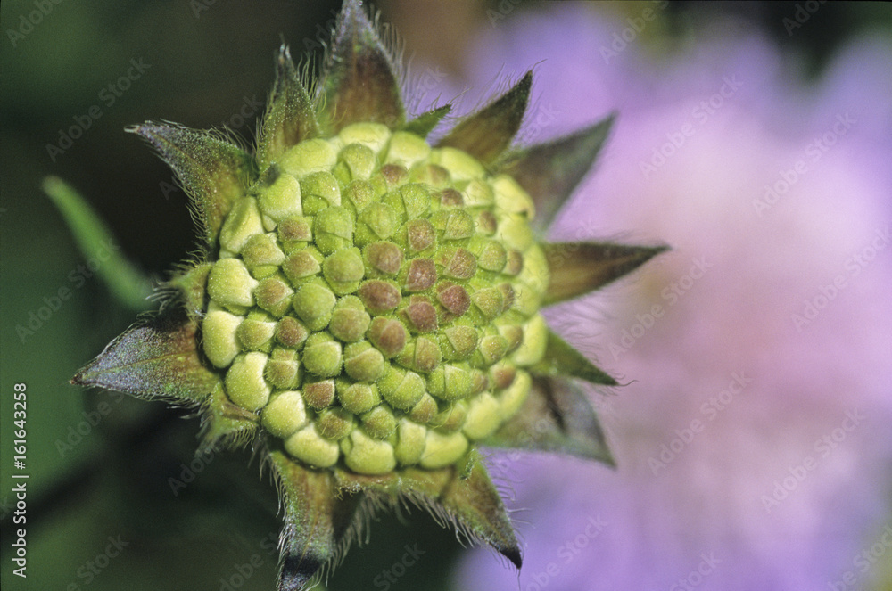 Field scabious (Knautia arvensis) Field scabious (Knautia arvensis)