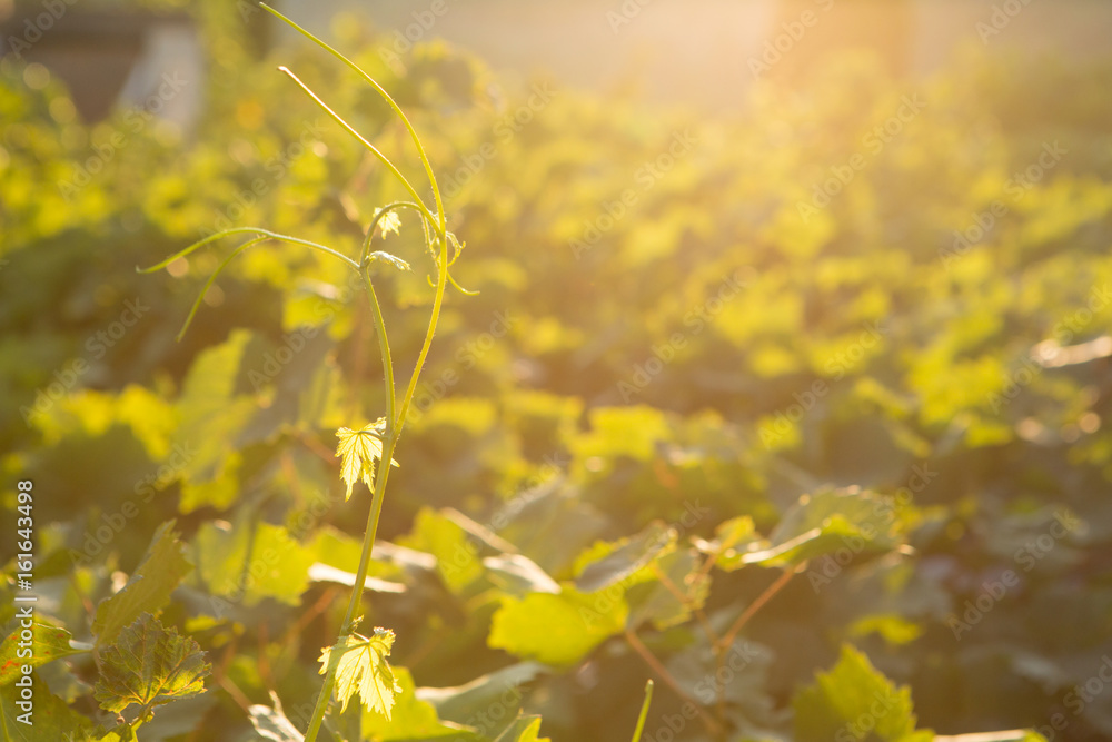 Obraz premium Ripe grapes in an old vineyard in the tuscany winegrowing area, Italy Europe