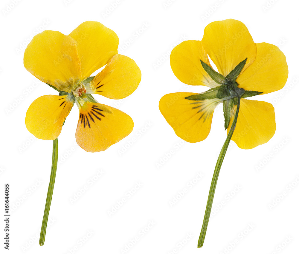 Obraz premium Dried and pressed yellow flower viola isolated on white