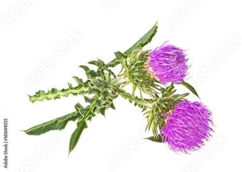 Milk thistle flowers isolated on a white background