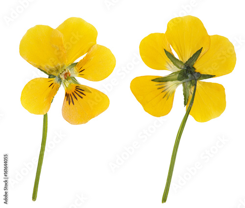 Fototapeta Naklejka Na Ścianę i Meble -  Dried and pressed yellow flower viola  isolated on white