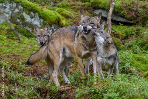 Alaska wolf pack  Canis lupus  