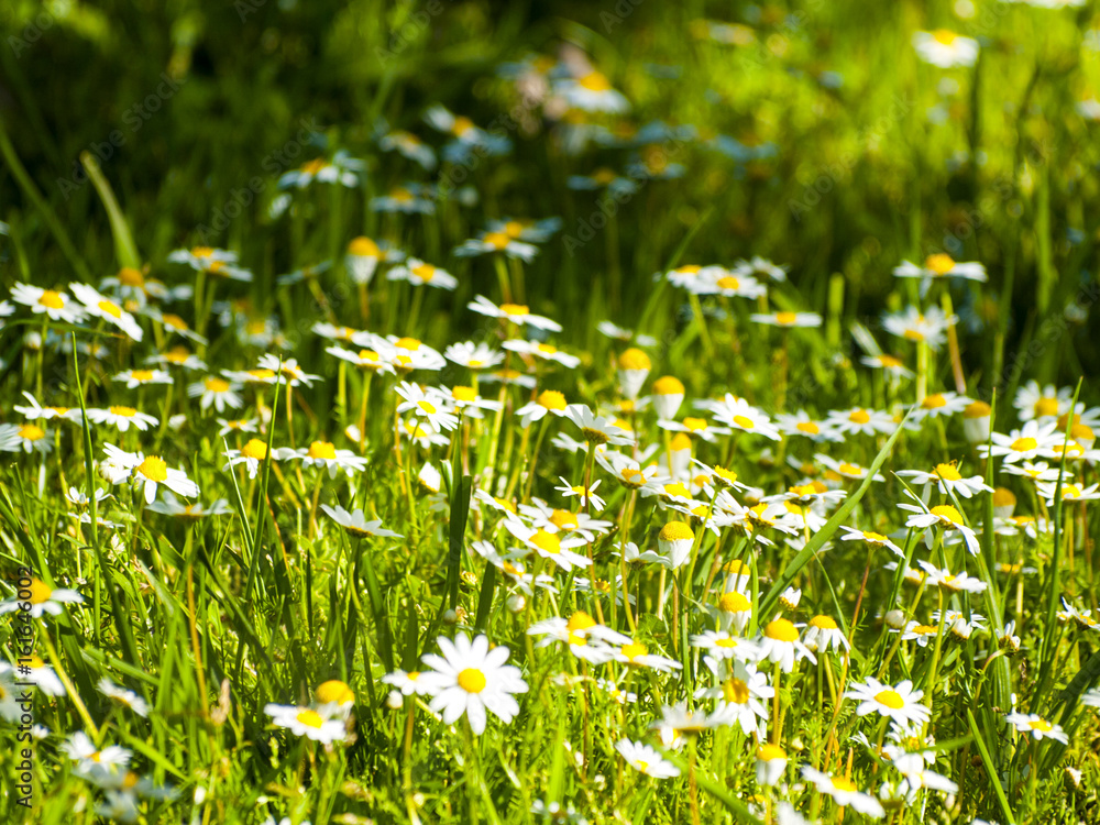 A large group of daisies on a meadow at springtime