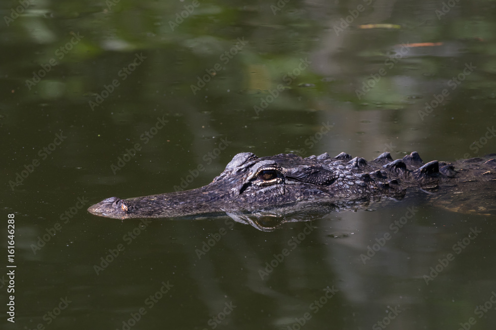 Alligator Swimming, Big Cypress National Preserve, Florida Alligator Swimming, Big Cypress National Preserve, Florida