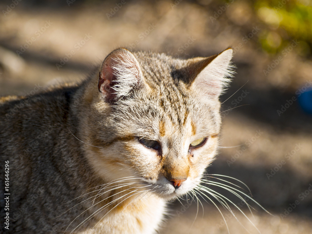 Rural scene of one cat in a farm in springtime