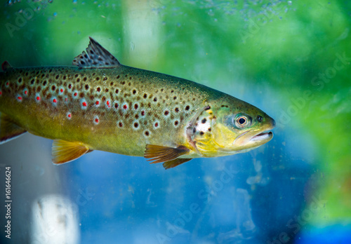 Underwater Rainbow Trout