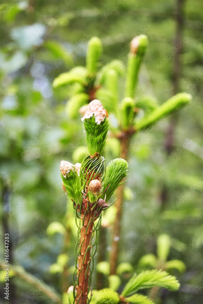 Close up picture of spruce twig with new sprouts, shallow depth of field. Close up picture of spruce twig with new sprouts, shallow depth of field.