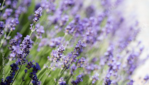 Fototapeta Naklejka Na Ścianę i Meble -   lavender flowers closeup