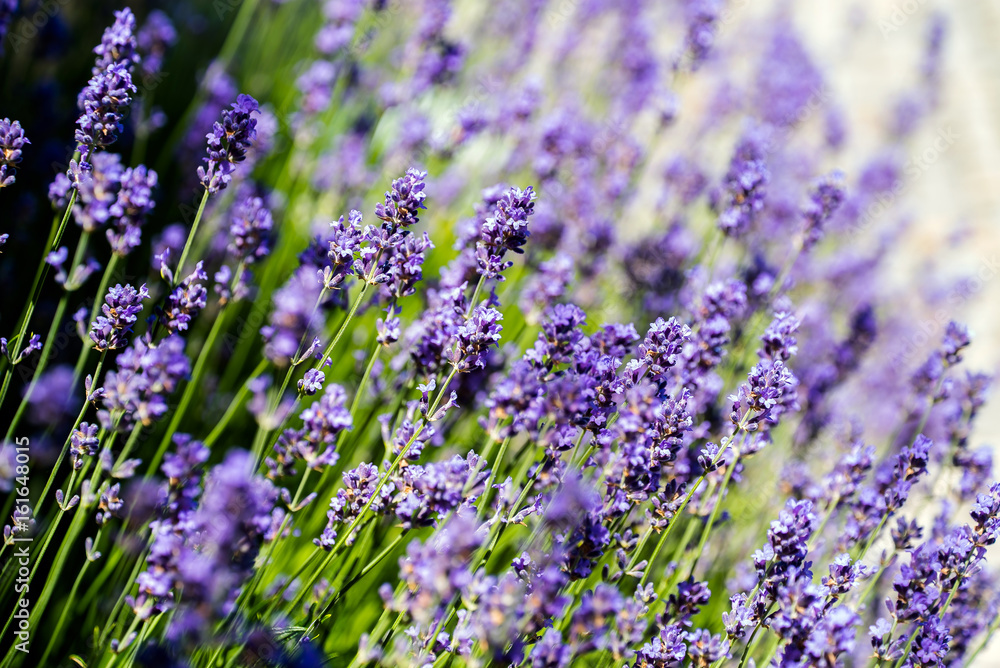 Naklejka premium lavender flowers closeup