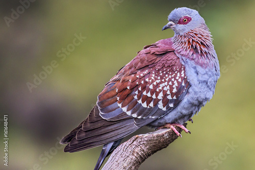 Obraz na płótnie Speckled Pigeon (Columba guinea). Ethiopia, Simien Mountains National Park w salonie