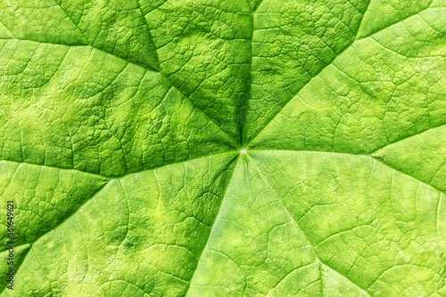 tropical leaf closeup texture background