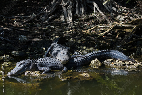 Alligators Resting, Big Cypress National Preserve, Florida