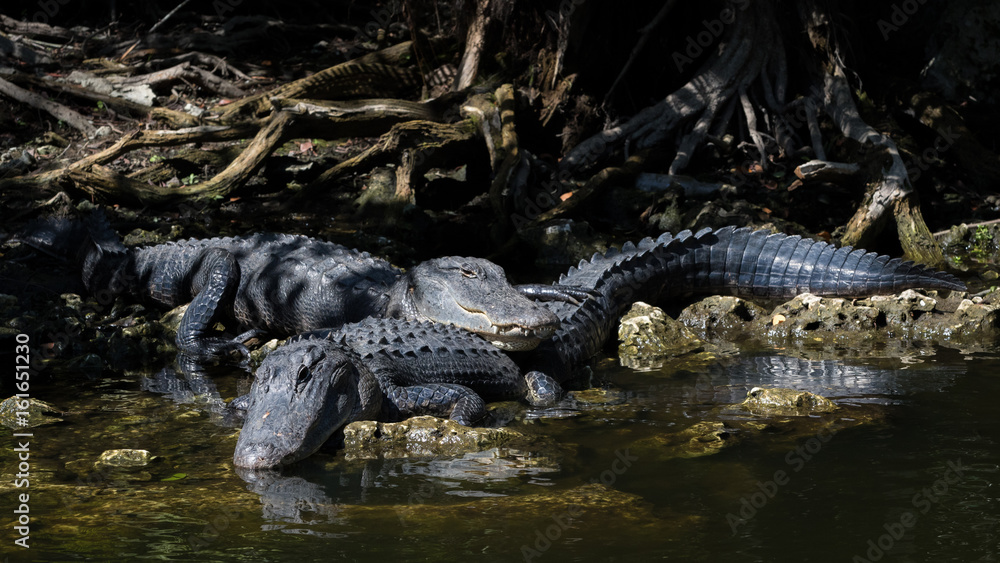 Fototapeta premium Alligators Resting, Big Cypress National Preserve, Florida