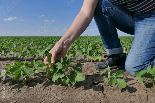 Farmer or agronomist examining soybean plant in field  spring time