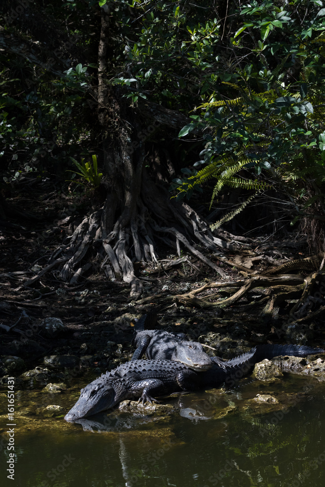 Alligators Resting, Big Cypress National Preserve, Florida Alligators Resting, Big Cypress National Preserve, Florida