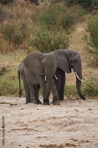 A Couple Elephants in Tanzania