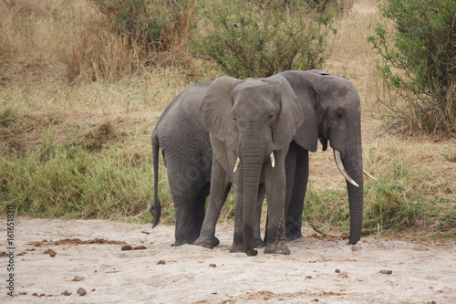 A Pair of African Elephants in Tarangire National Park