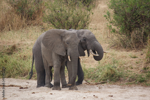 A Couple African Elephants in Tanzania