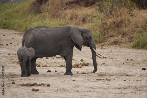 A Mother African Elephant and Her Baby in Tanzania